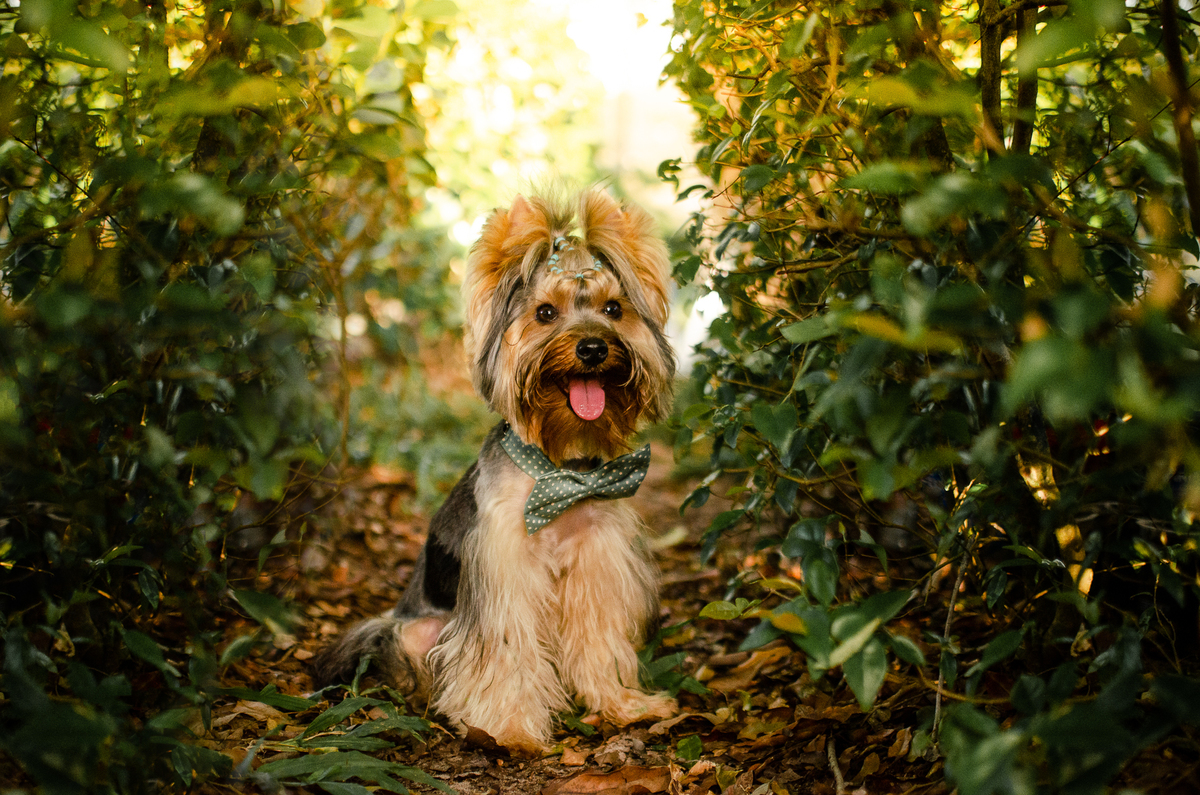 ensaio festa pet, fotografia pet, ufrn, festa pra cachorro, bolo pet, decoração, fotografia pet, ensaio pet, yorkshire natal 