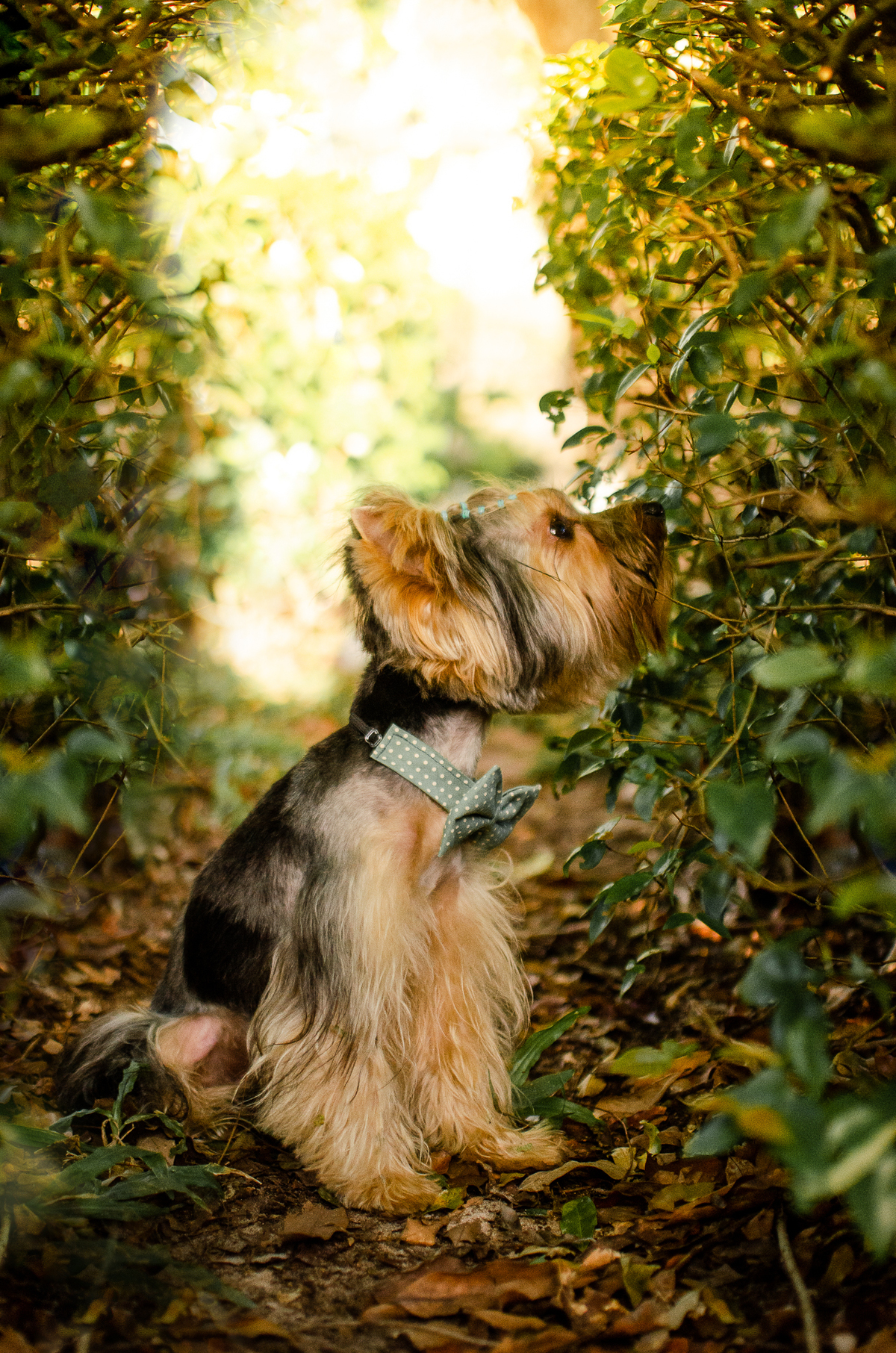 ensaio festa pet, fotografia pet, ufrn, festa pra cachorro, bolo pet, decoração, fotografia pet, ensaio pet, yorkshire natal 