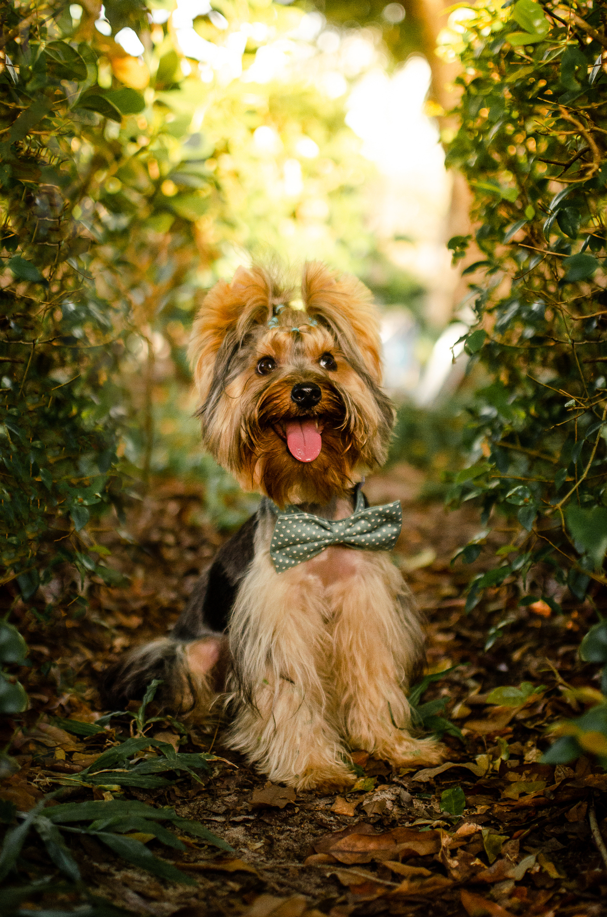 ensaio festa pet, fotografia pet, ufrn, festa pra cachorro, bolo pet, decoração, fotografia pet, ensaio pet, yorkshire natal 