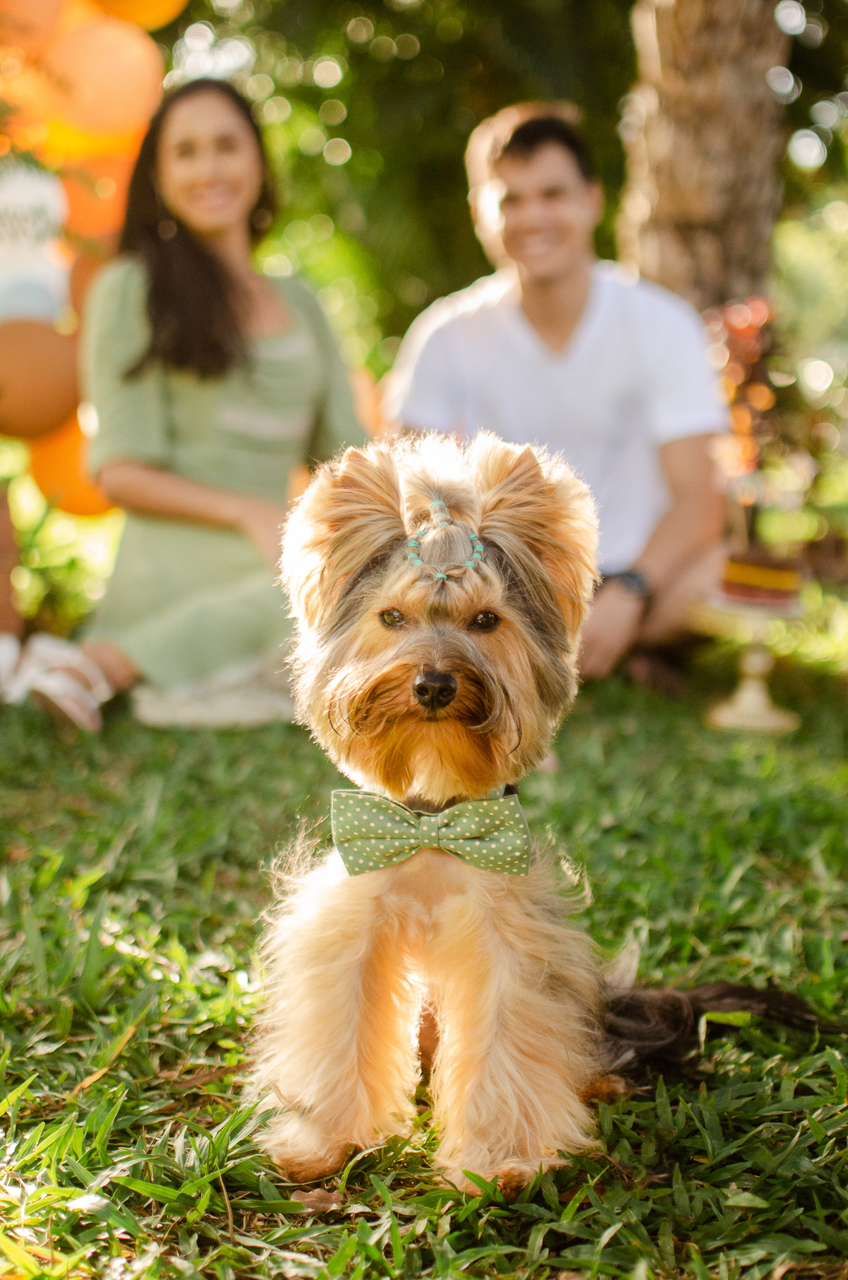 ensaio festa pet, fotografia pet, ufrn, festa pra cachorro, bolo pet, decoração, fotografia pet, ensaio pet, yorkshire natal 