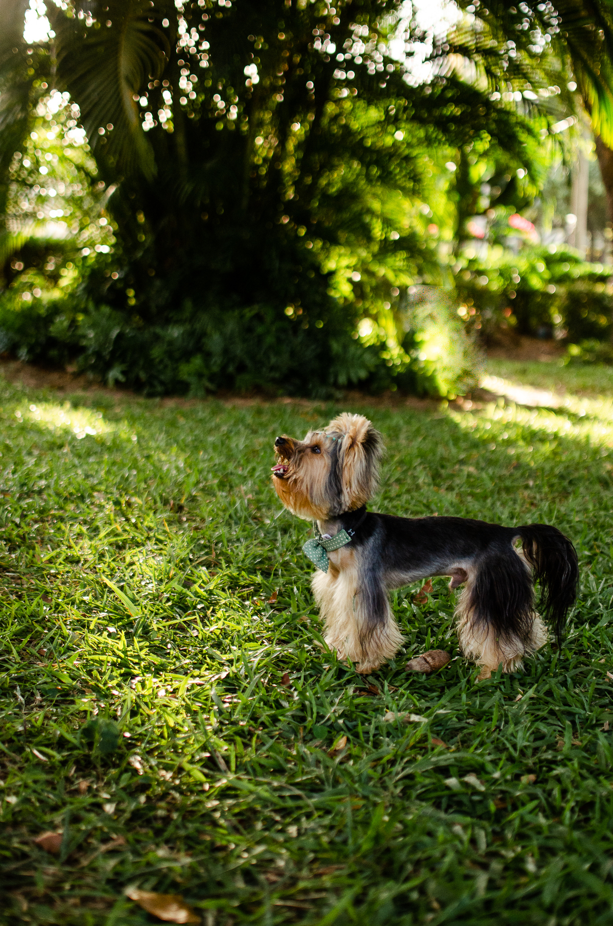 ensaio festa pet, fotografia pet, ufrn, festa pra cachorro, bolo pet, decoração, fotografia pet, ensaio pet, yorkshire natal 