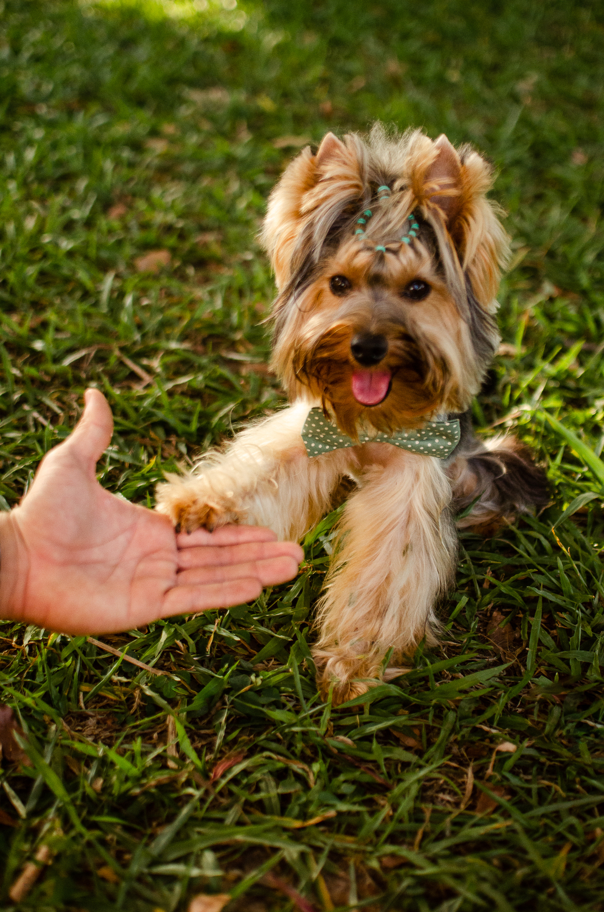 ensaio festa pet, fotografia pet, ufrn, festa pra cachorro, bolo pet, decoração, fotografia pet, ensaio pet, yorkshire natal 