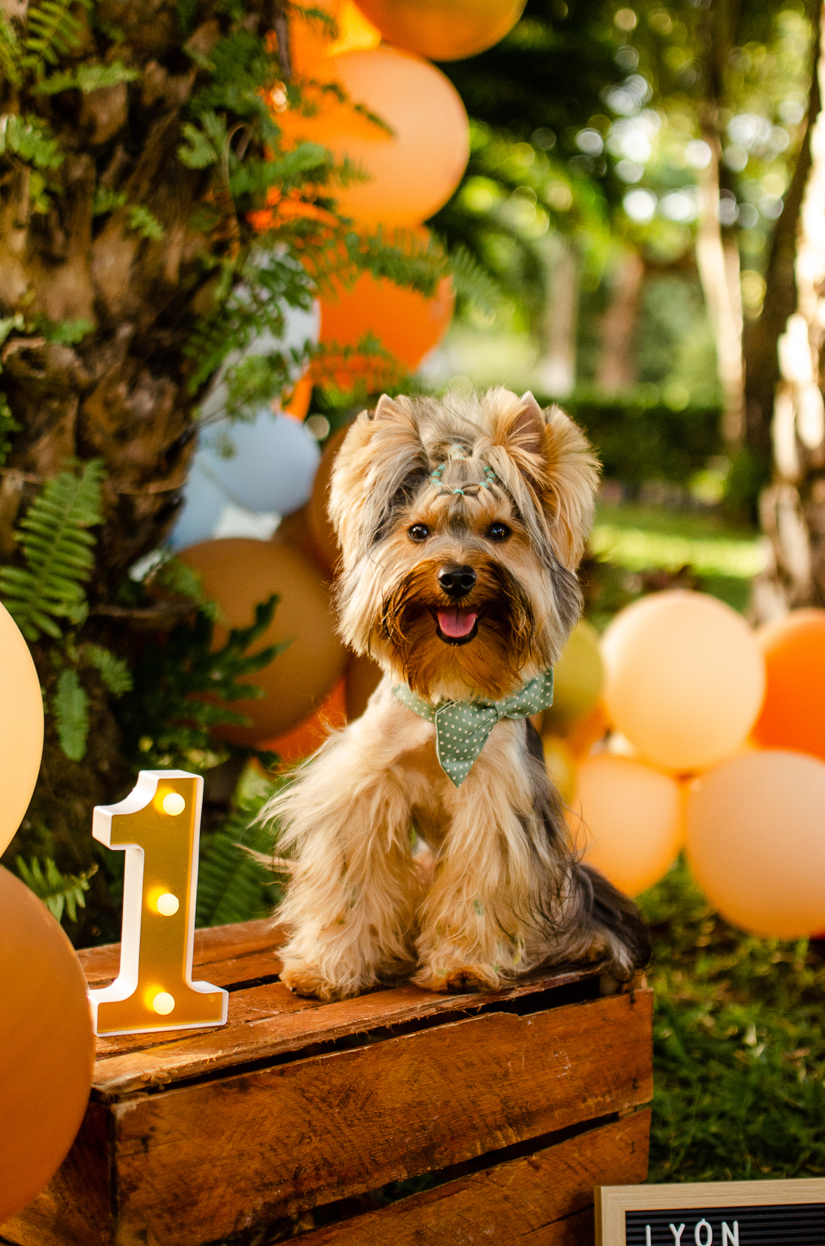 ensaio festa pet, fotografia pet, ufrn, festa pra cachorro, bolo pet, decoração, fotografia pet, ensaio pet, yorkshire natal 