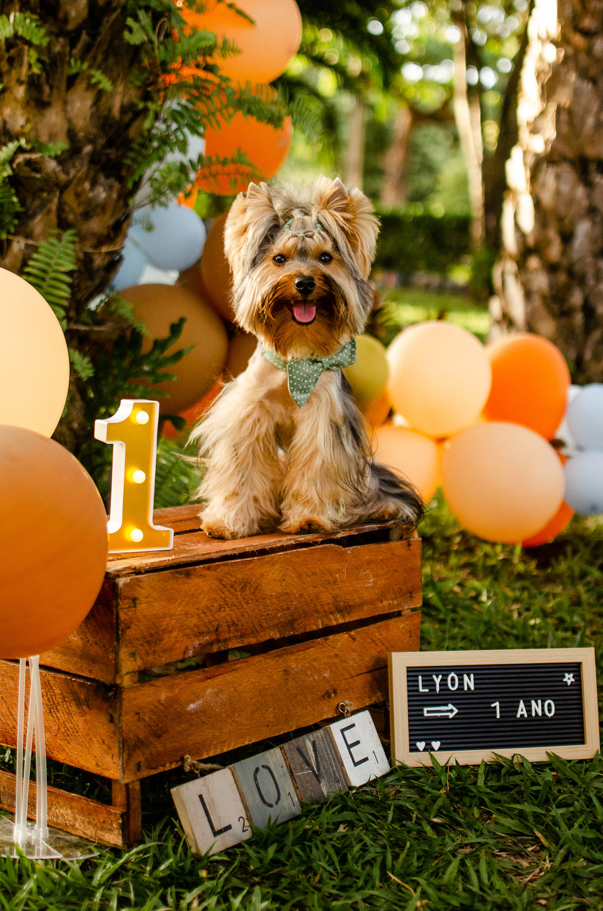 ensaio festa pet, fotografia pet, ufrn, festa pra cachorro, bolo pet, decoração, fotografia pet, ensaio pet, yorkshire natal 
