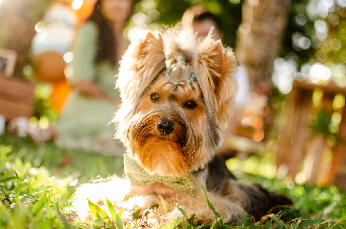 ensaio festa pet, fotografia pet, ufrn, festa pra cachorro, bolo pet, decoração, fotografia pet, ensaio pet, yorkshire natal 