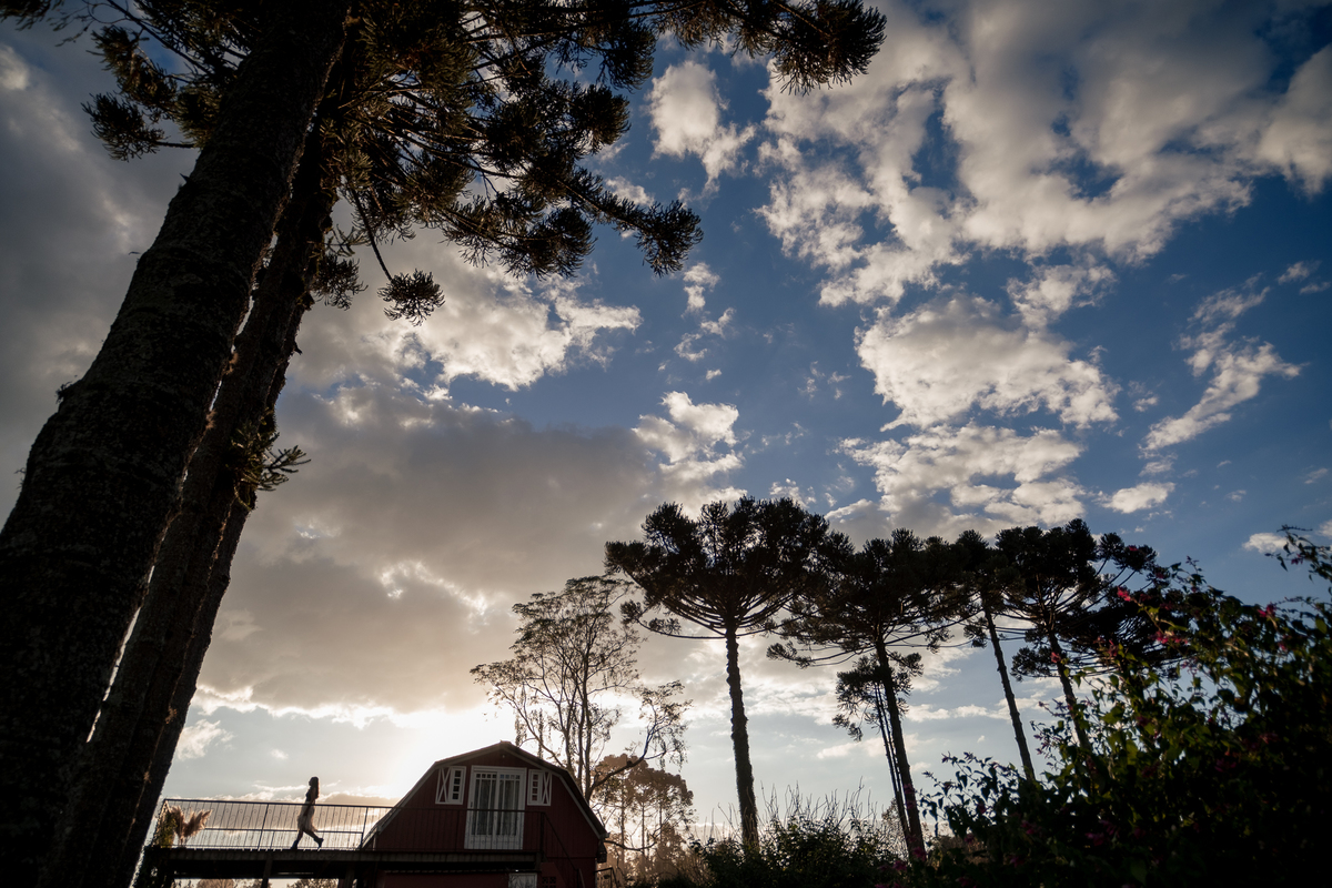 leticia-silhueta-araucárias