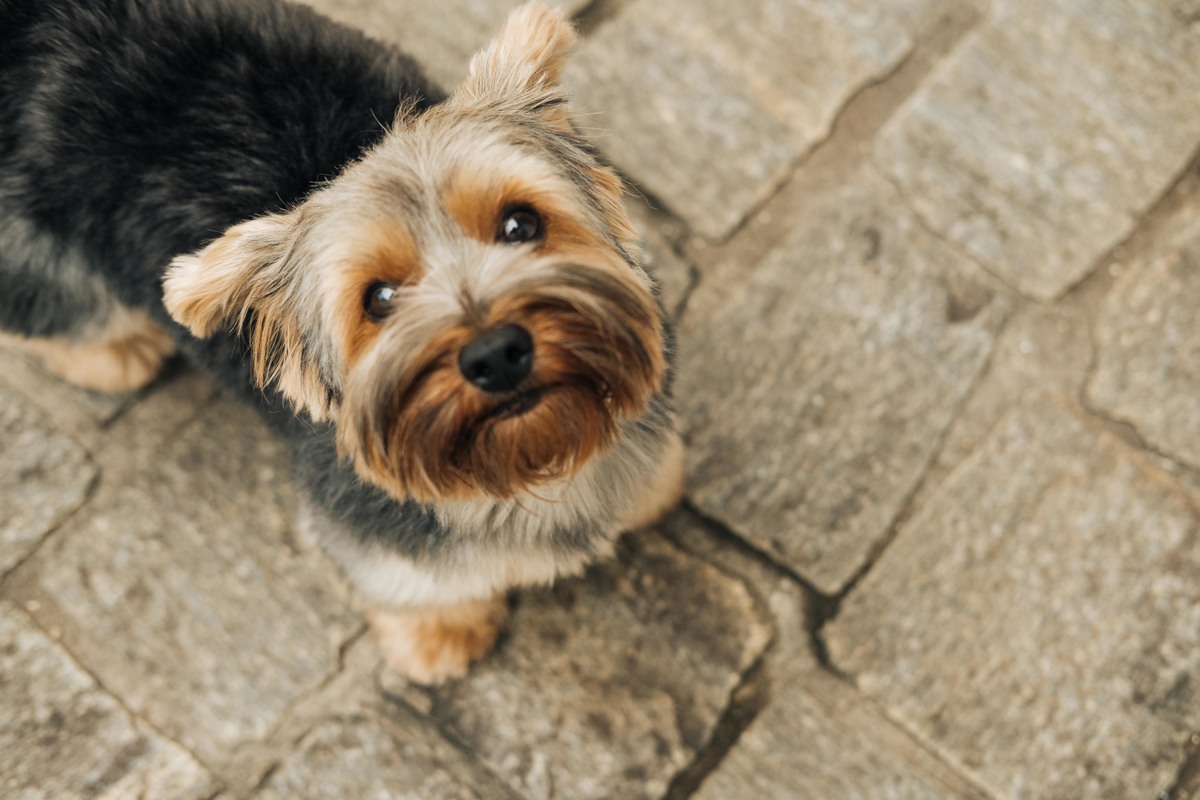 ensaio-familia-casa-curitiba-schulze-hickson-01