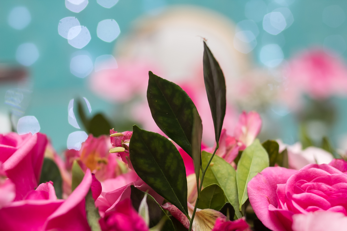 15 anos, sweetfifteen, quinzeanos, adolescente, aniversário, 15birthday, festade15anos