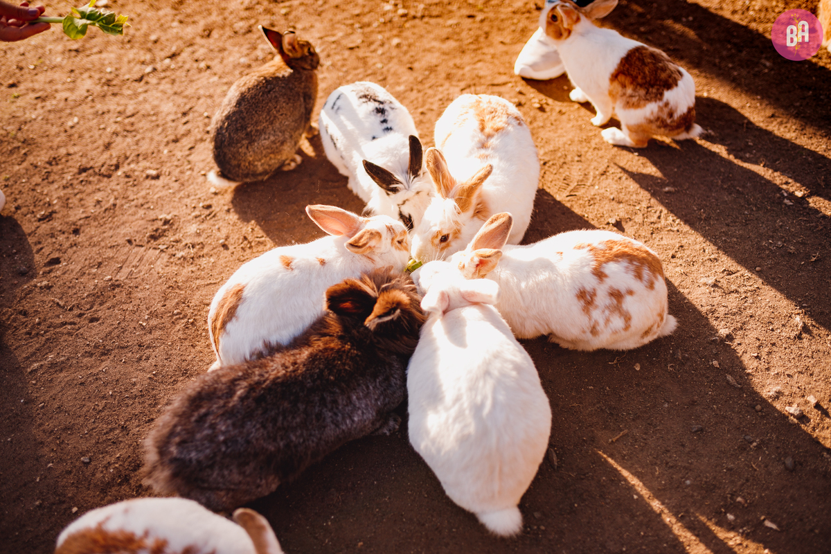 fotografa familia curitiba - ensaio externo Vila dos animais 