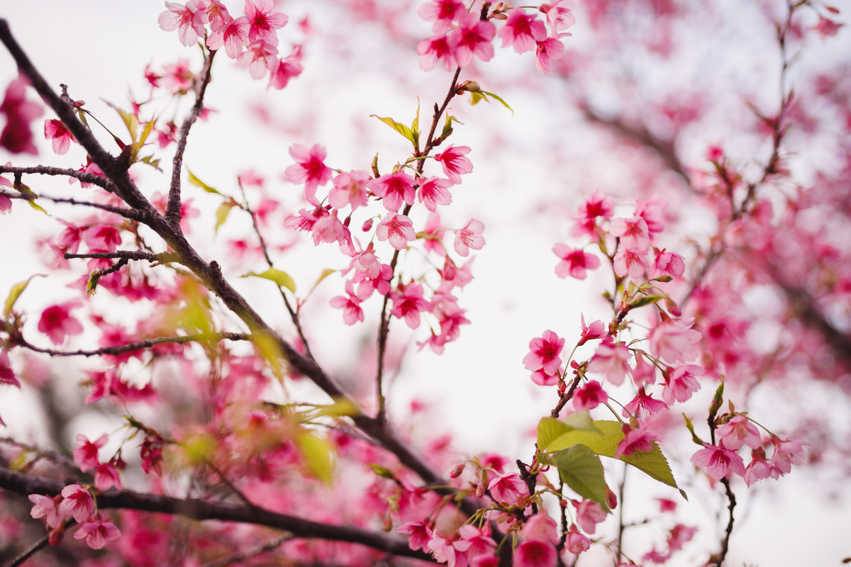 Fotógrafa família Curitiba - Ensaio externo cerejeiras bebê 