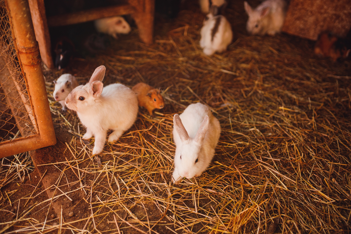Fotografa Família Curitiba - ensaio externo witmarzoo menino