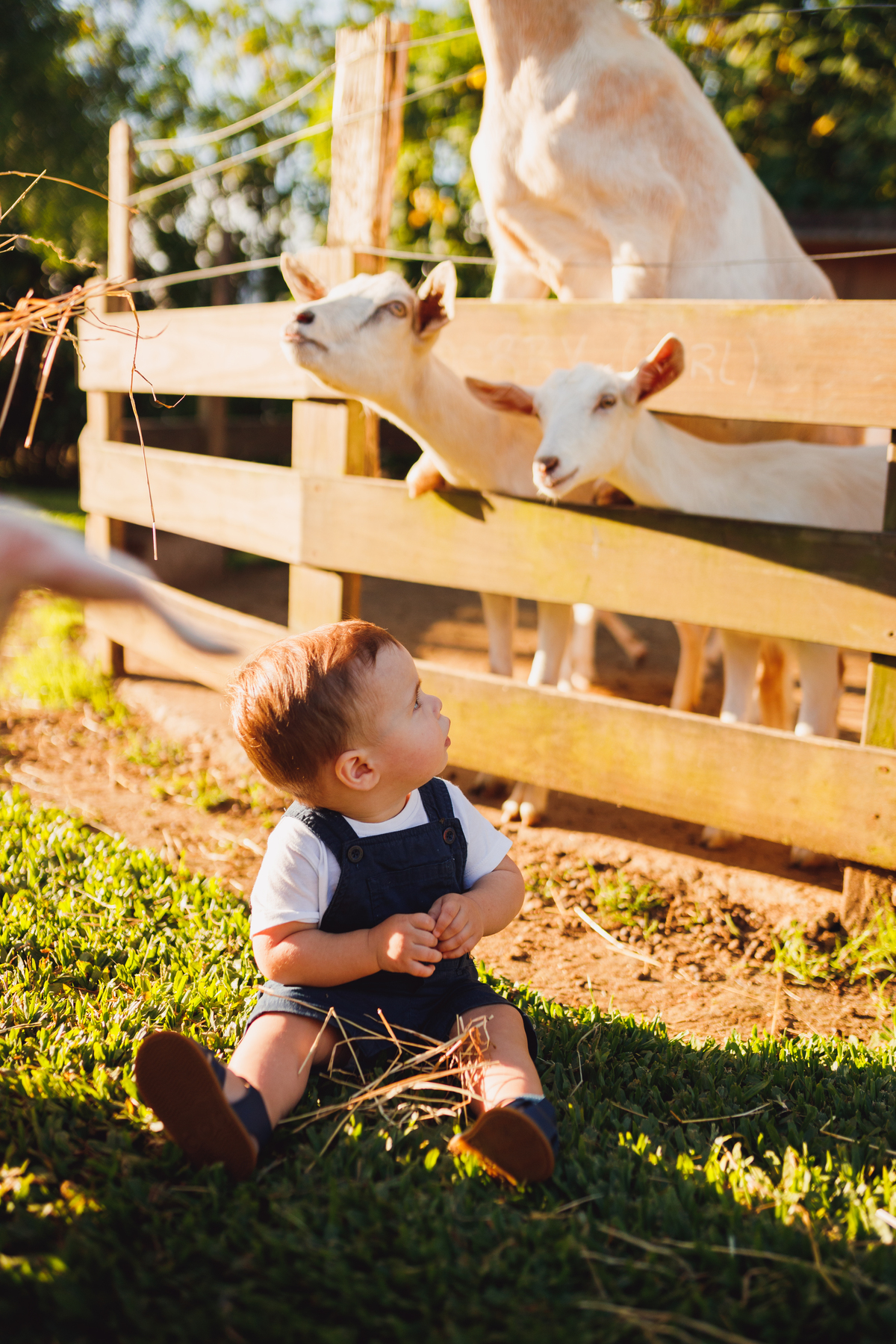 Fotografa Família Curitiba - ensaio externo witmarzoo menino