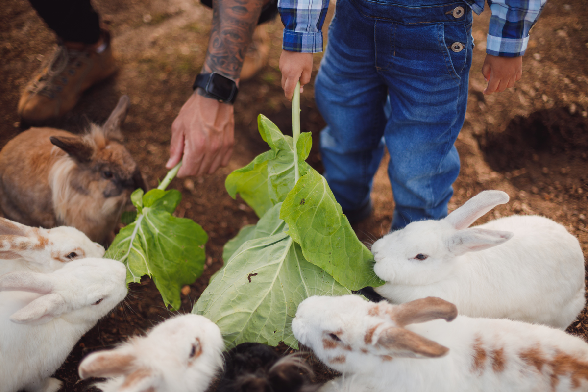 Fotografa familia curitiba - ensaio externo fazendinha vila dos animais