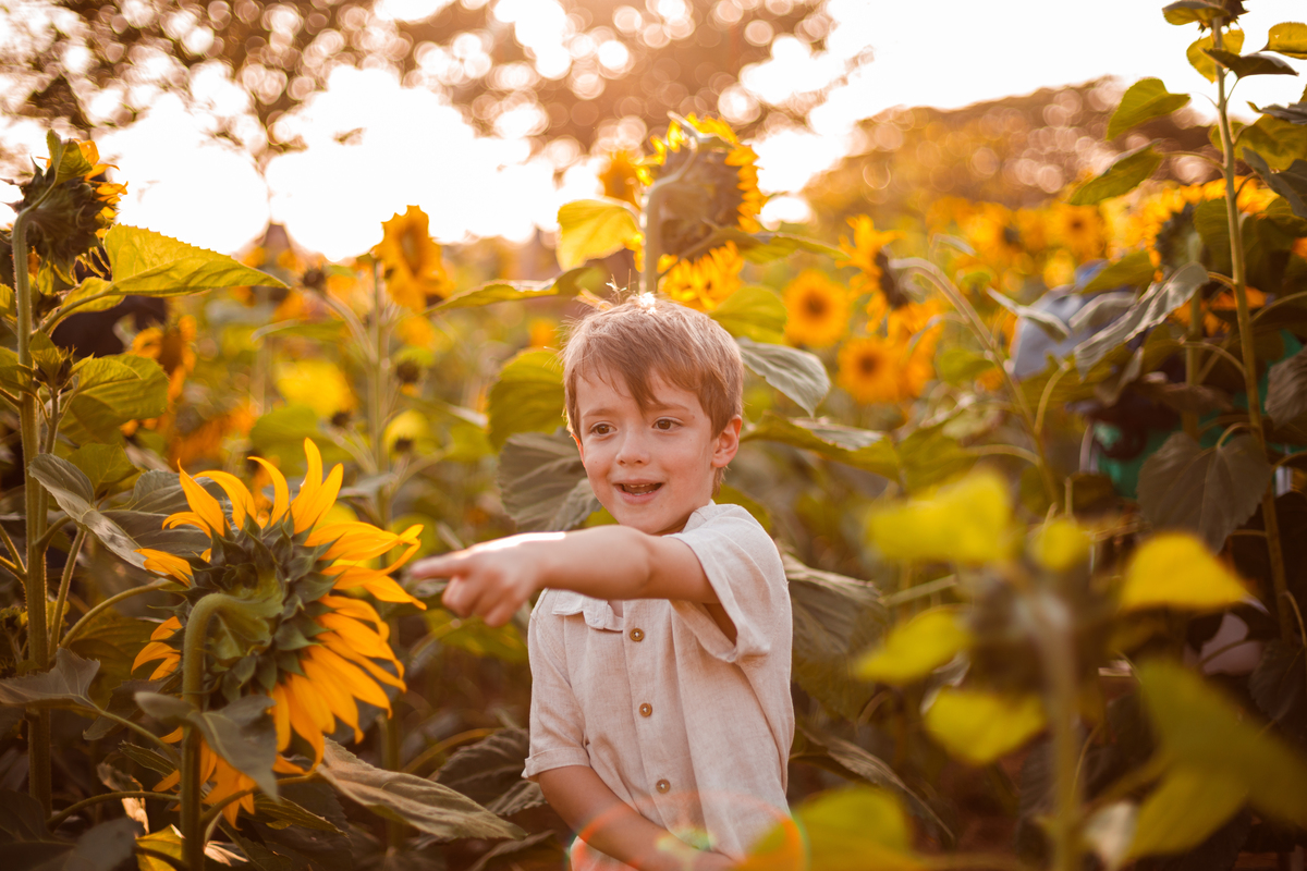 Fotografa familia curitiba - Holambra ensaio externo no girassol