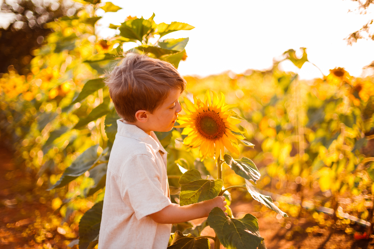 Fotografa familia curitiba - Holambra ensaio externo no girassol