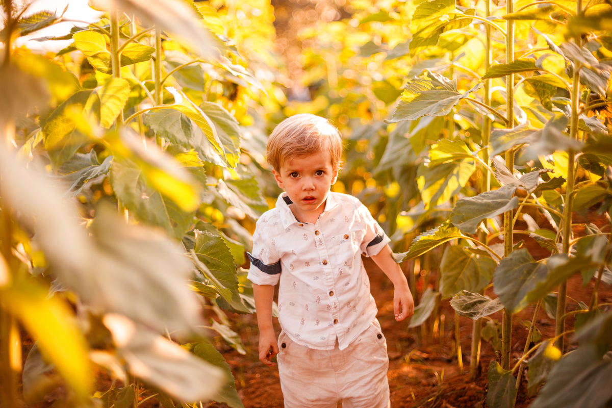 Fotografa familia curitiba - Holambra ensaio externo no girassol