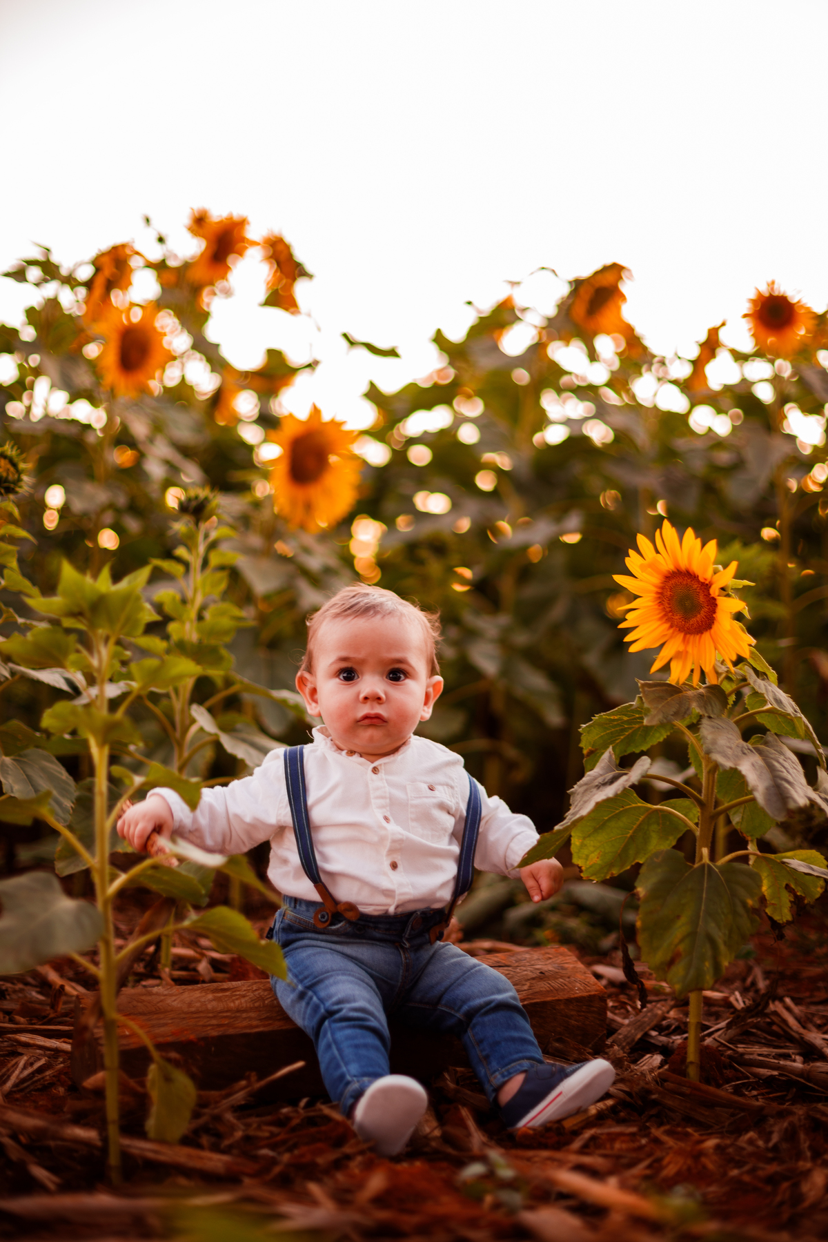 Fotografa familia Curitiba - Holambra São Paulo ensaio externo