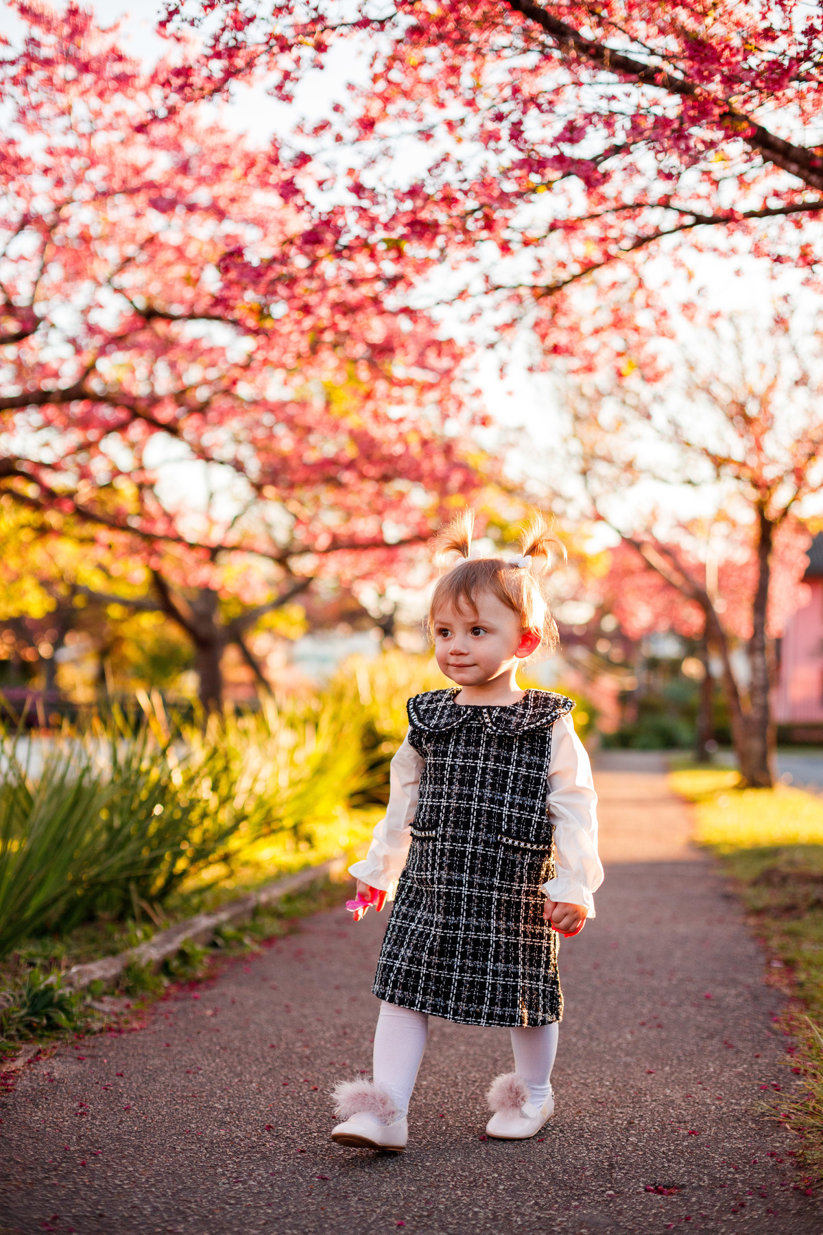 Fotografa familia Curitiba - ensaio externo cerejeiras bebê 