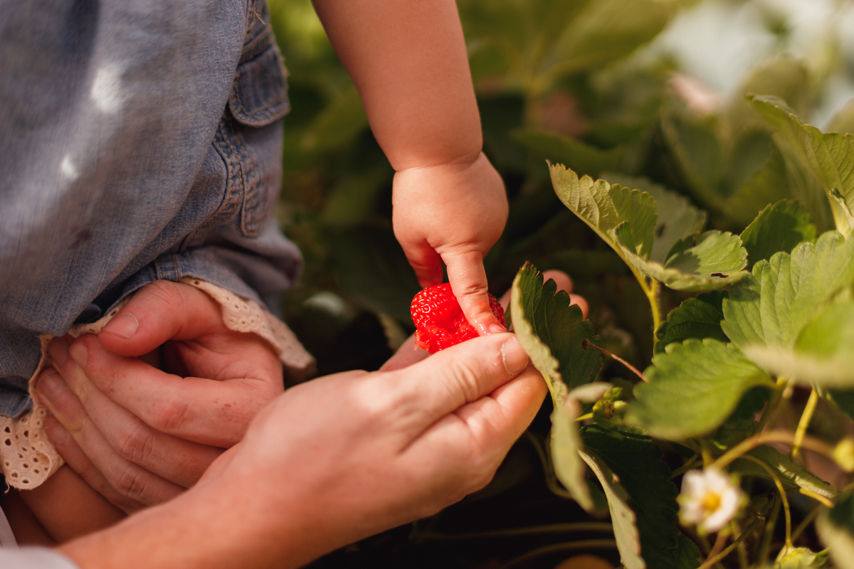fotografa familia curitiba - ensaio bebe morango SJP
