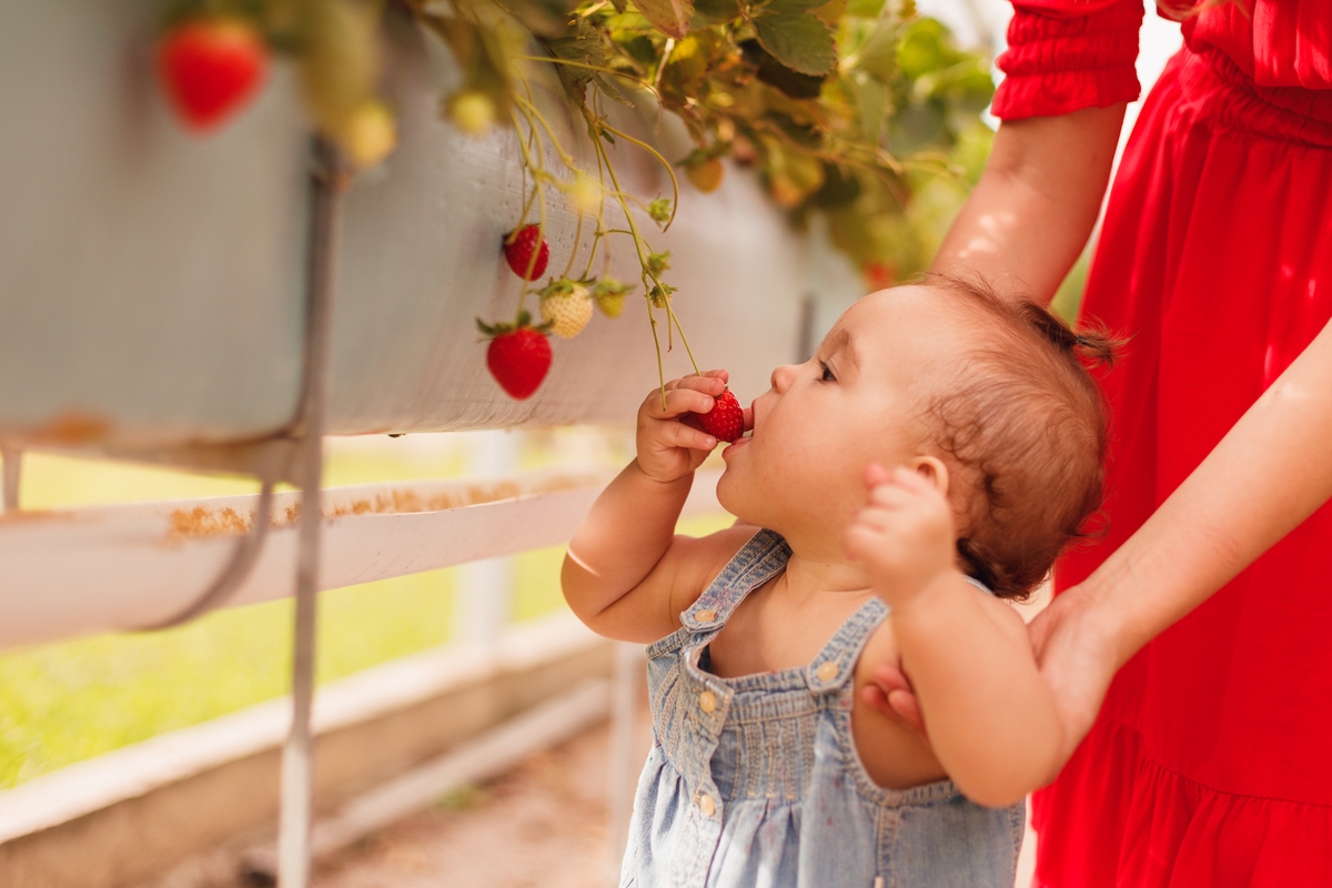 fotografa familia curitiba - ensaio bebe morango SJP