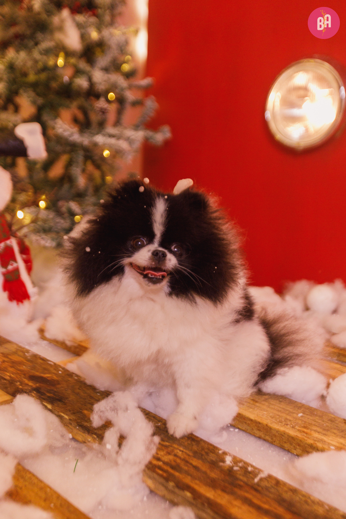 fotógrafa_família_curitiba_natal
