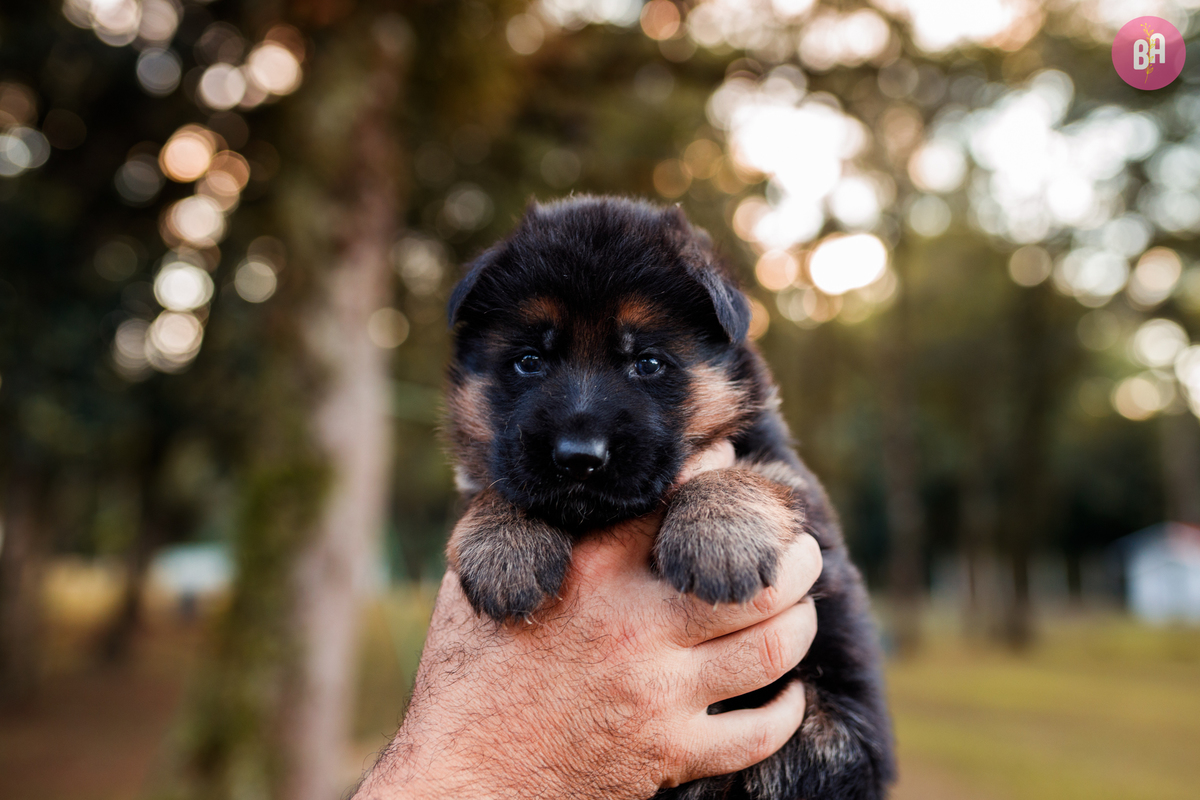 fotógrafa_família_curitiba
