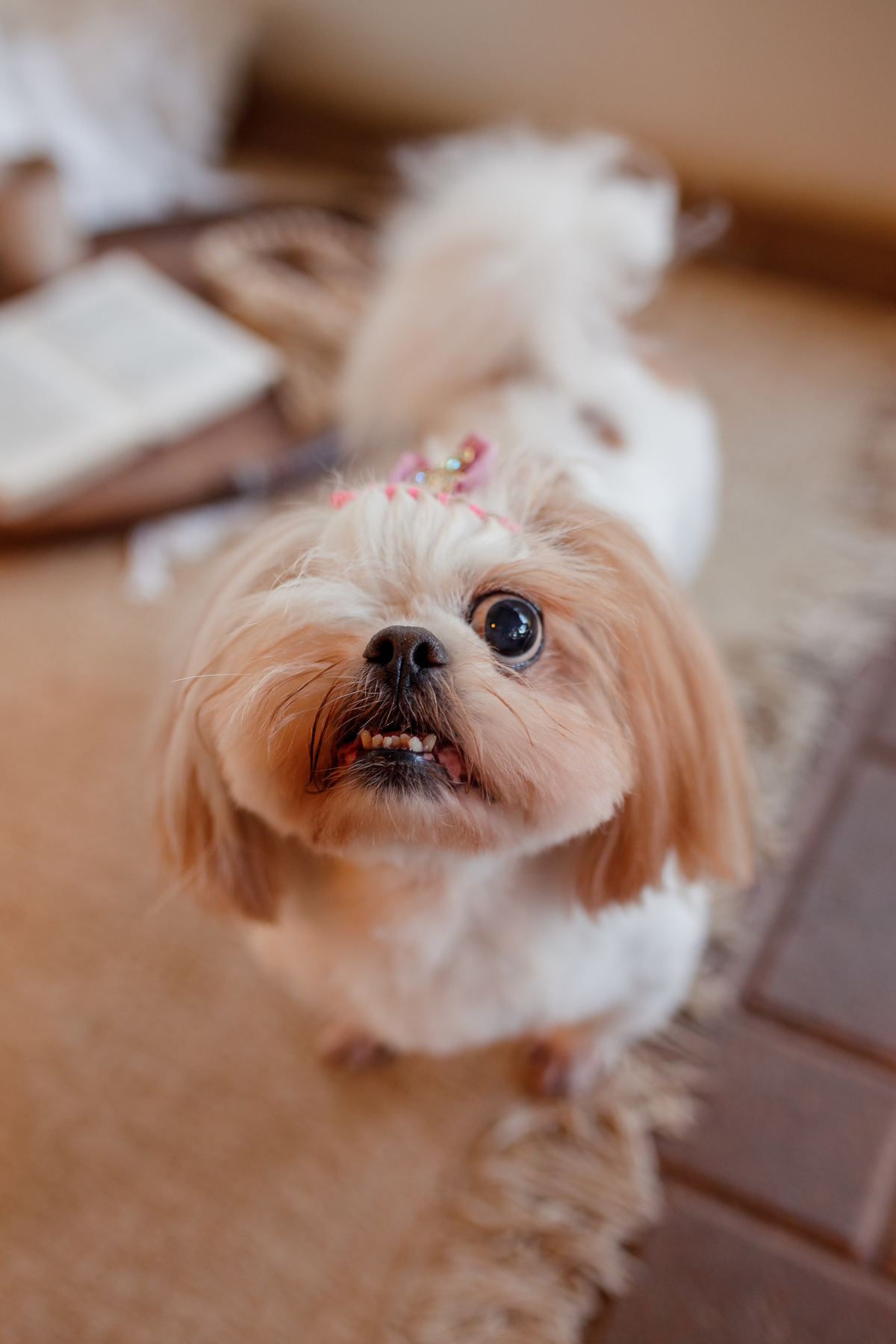 fotografa_familia_curitiba_gestante