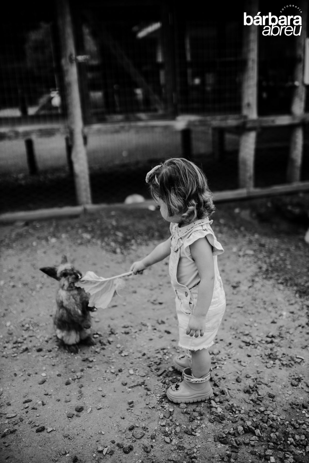 fotografa_familia_curitiba_fazendinha