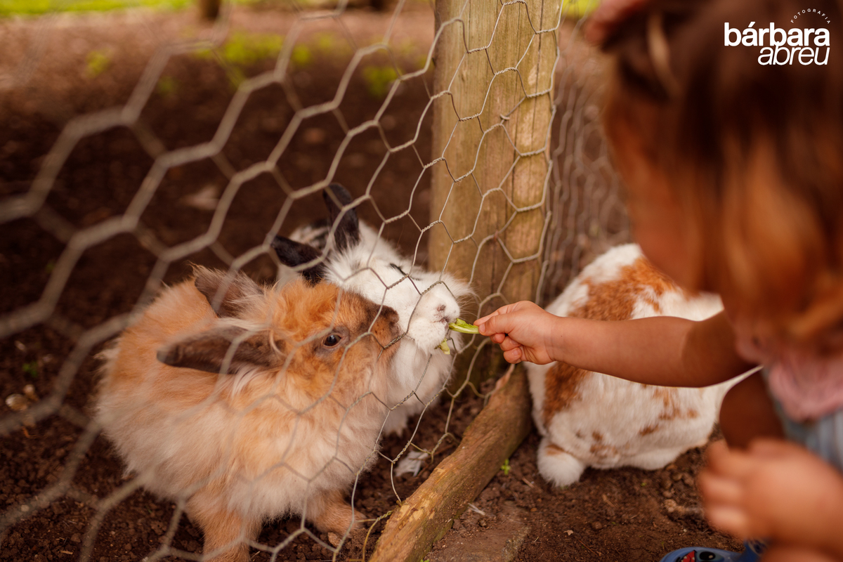 fotografa_familia_curitiba_fazendinha