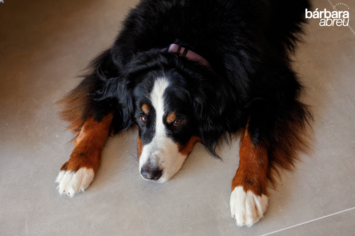 fotografa_familia_curitba_lifestyle