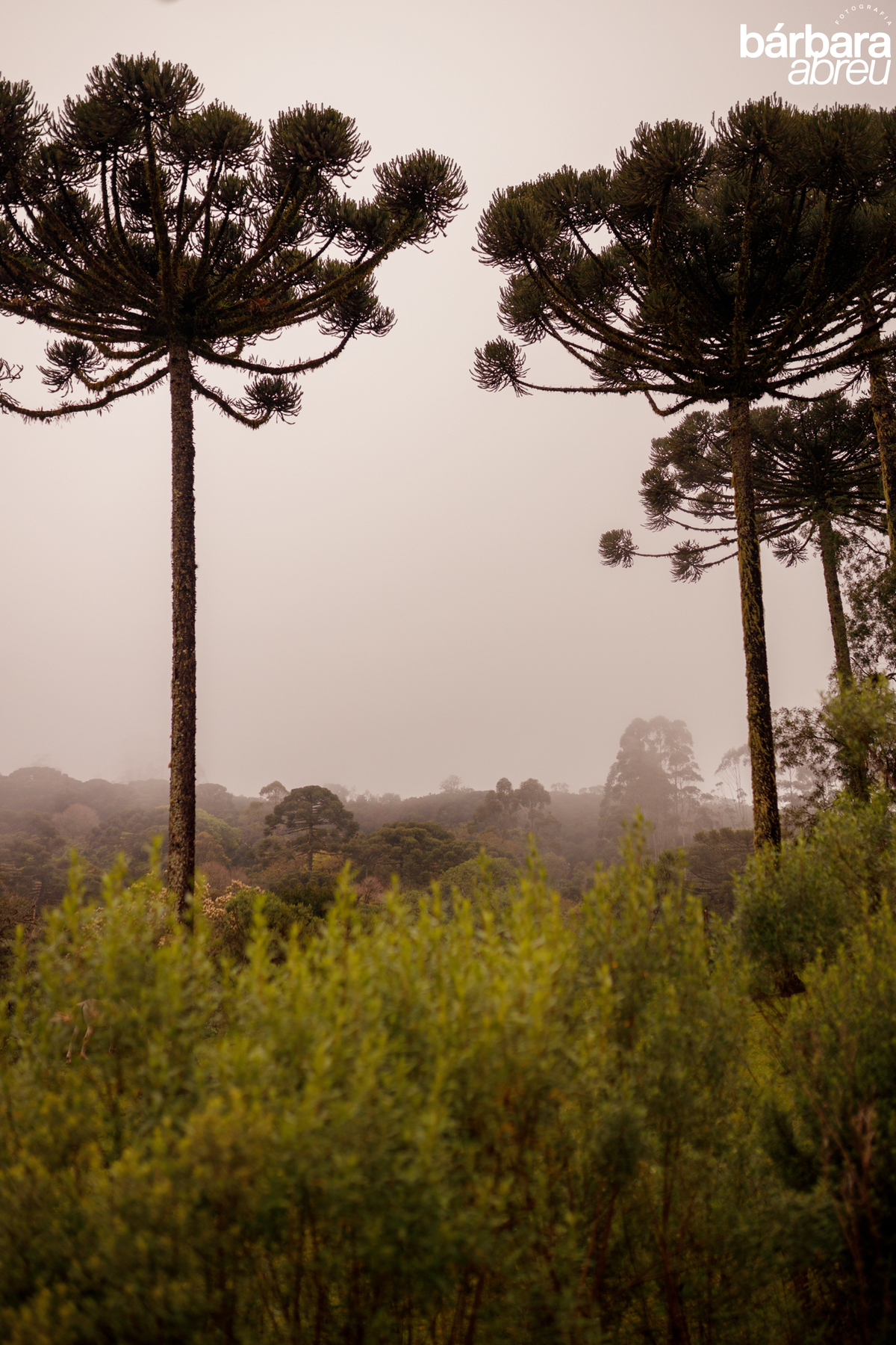 fotografa_familia_curitiba