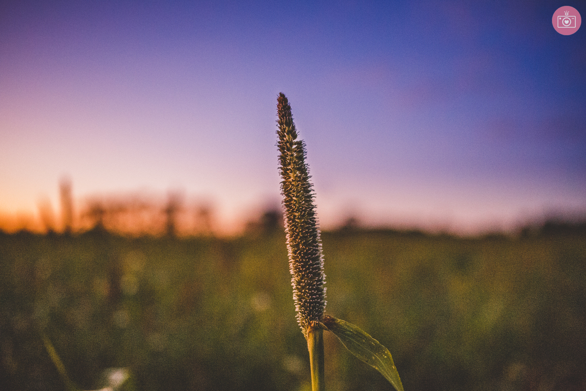 fotografa de familia em curitiba - ensaio gestante externo - Milena - colonia witmarsum