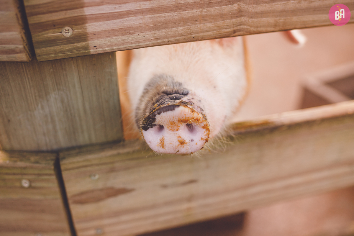 fotografa familia curitiba - ensaio externo witmarzoo curitiba