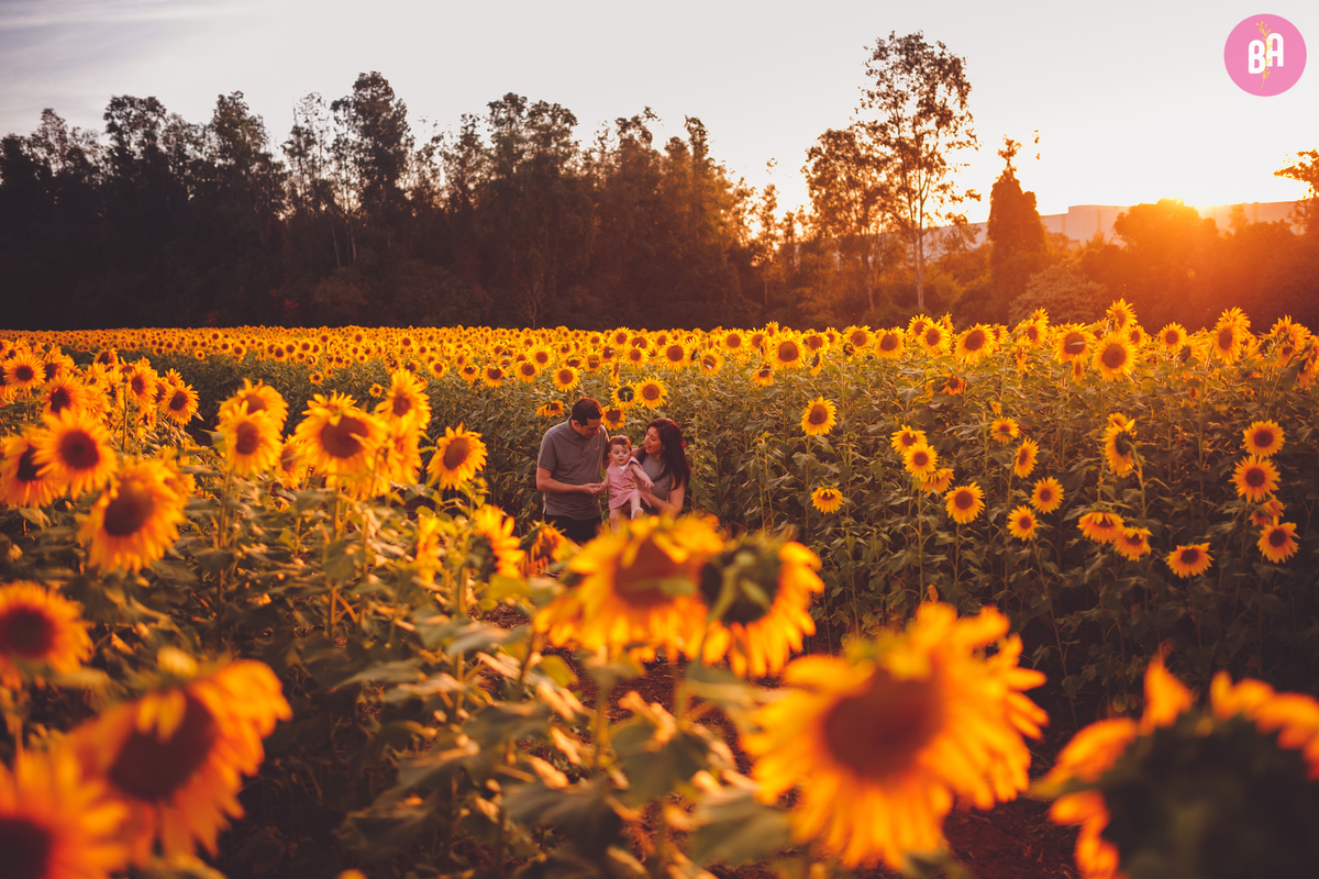 fotografa familia curitiba - ensaio externo girassol