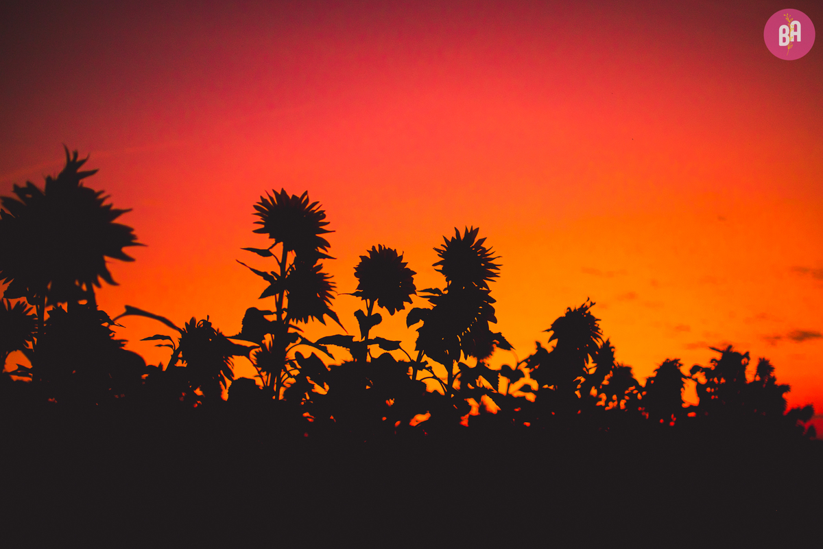fotografa familia curitiba - ensaio externo girassol