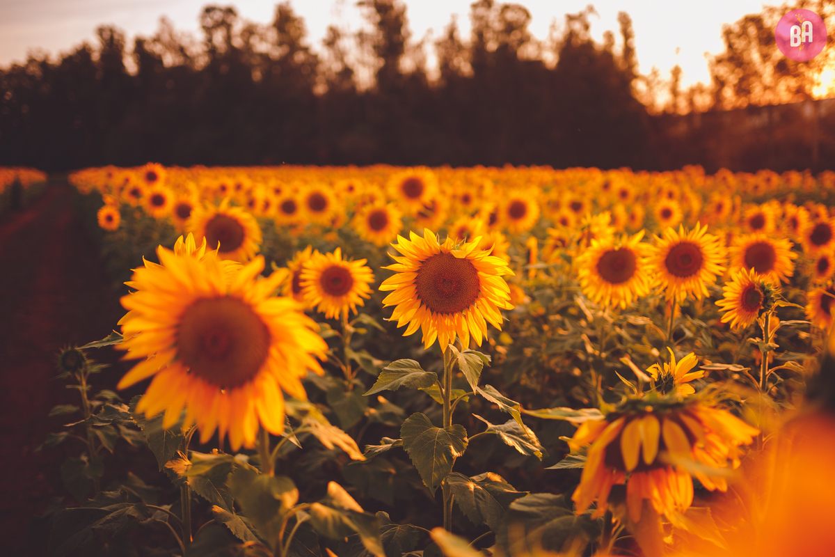 fotografa familia curitiba - ensaio externo girassol