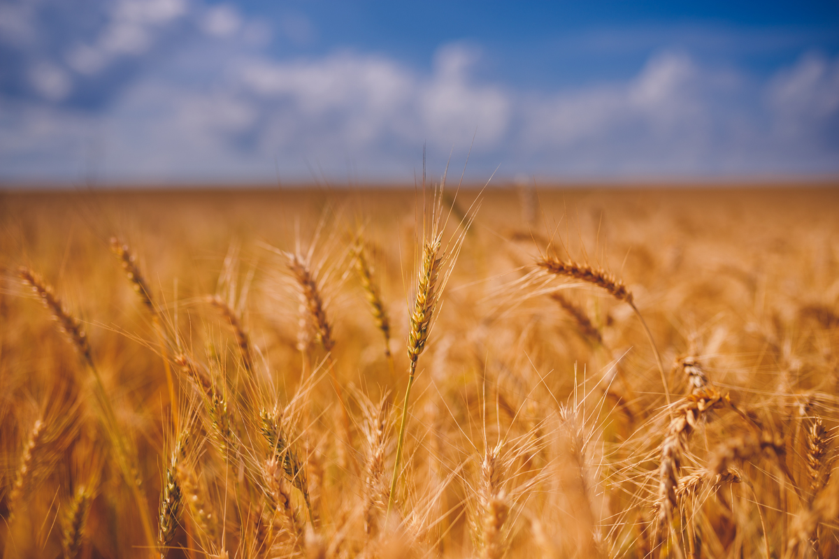 fotografa familia curitiba - ensaio casal canon