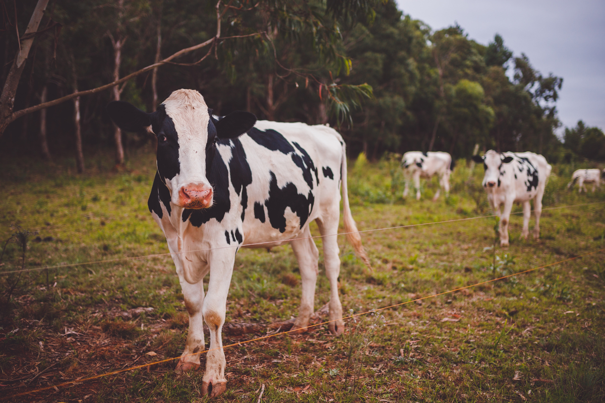 fotografa de familia curitiba - ensaio externo filippo