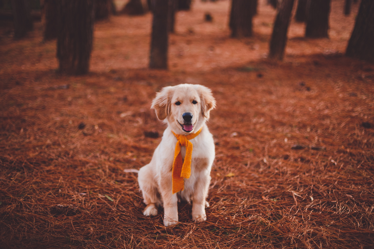 fotografa familia curitiba - externno tingui rachel