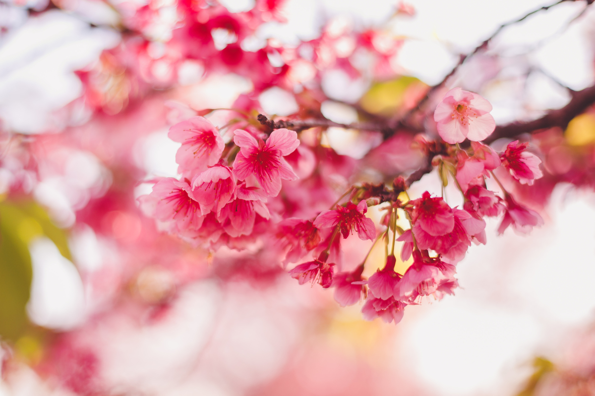 fotografa familia curitiba - ensaio externo cerejeira bebe Olivia 