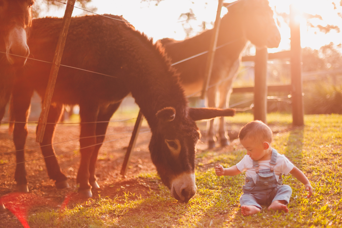 fotografa familia curitiba - bernardo comes animais 