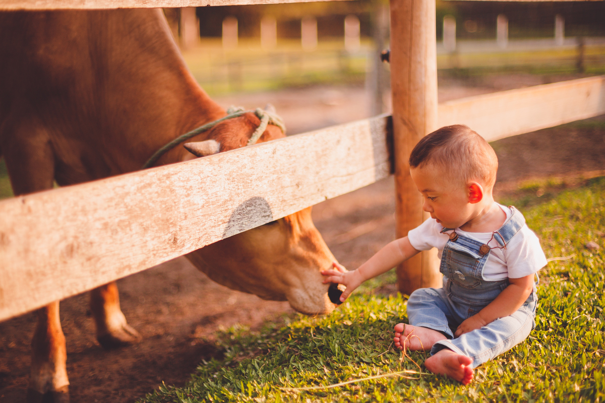 fotografa familia curitiba - bernardo comes animais 