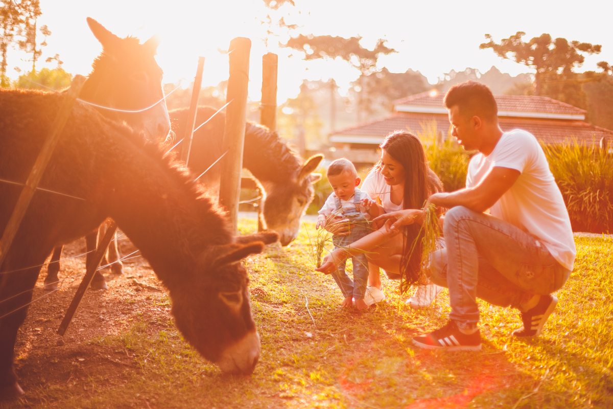 fotografa familia curitiba - bernardo comes animais 