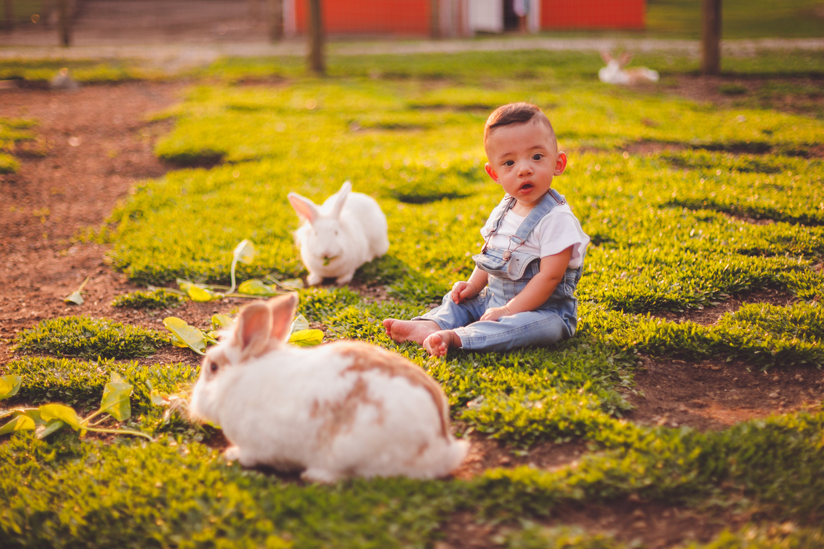 fotografa familia curitiba - bernardo comes animais 