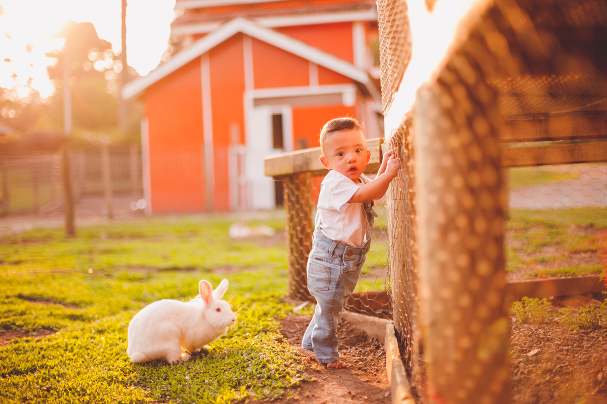 fotografa familia curitiba - bernardo comes animais 