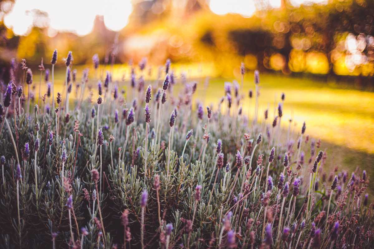 fotografa familia curitiba - Olivia Lavandario colonia witmarsun
