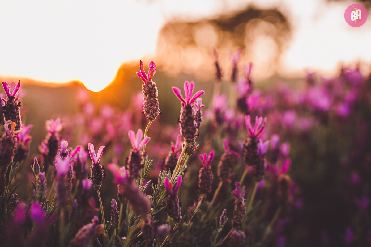fotografa familia curitiba - ensaio com animais colônia witmarsun e lavadario 
externo por do sol