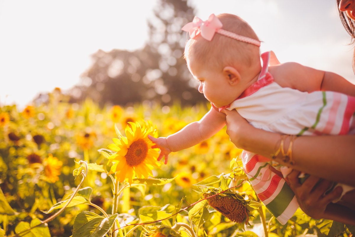 fotografa familia curitiba - ensaio no campo girassol