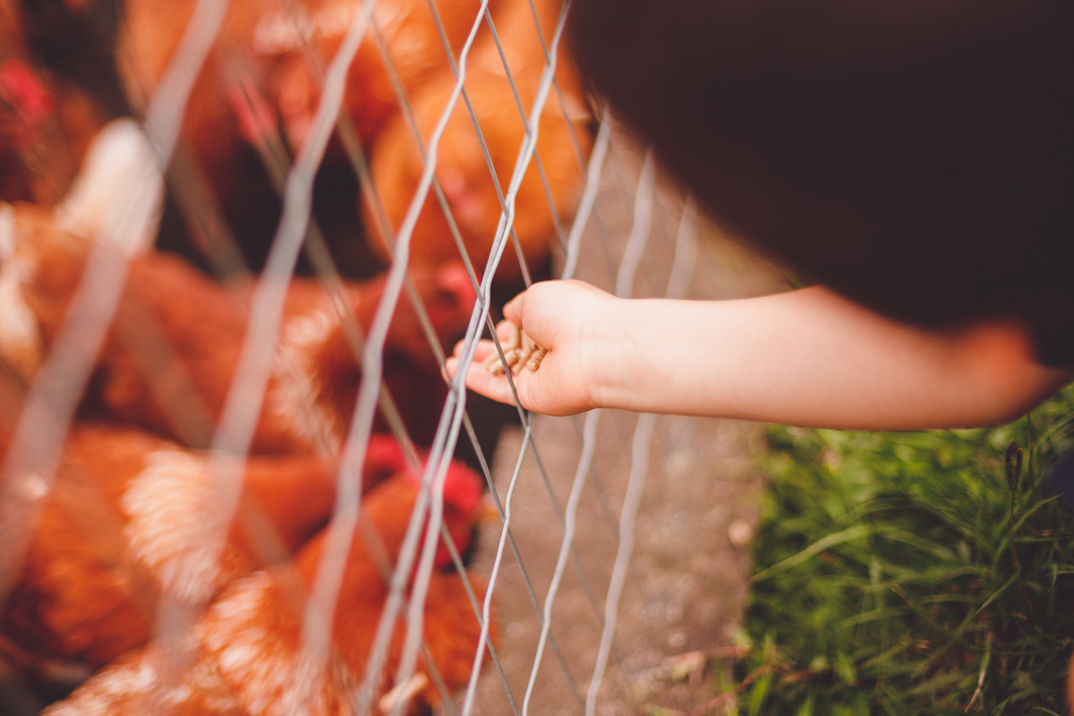 fotografa familia curitiba - Lucas na fazenda vila dos animais