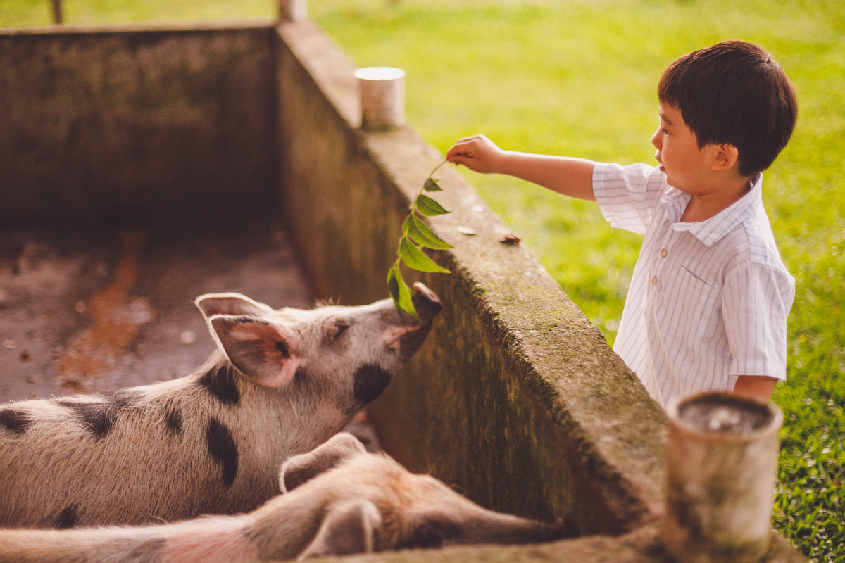 fotografa familia curitiba - Lucas na fazenda vila dos animais